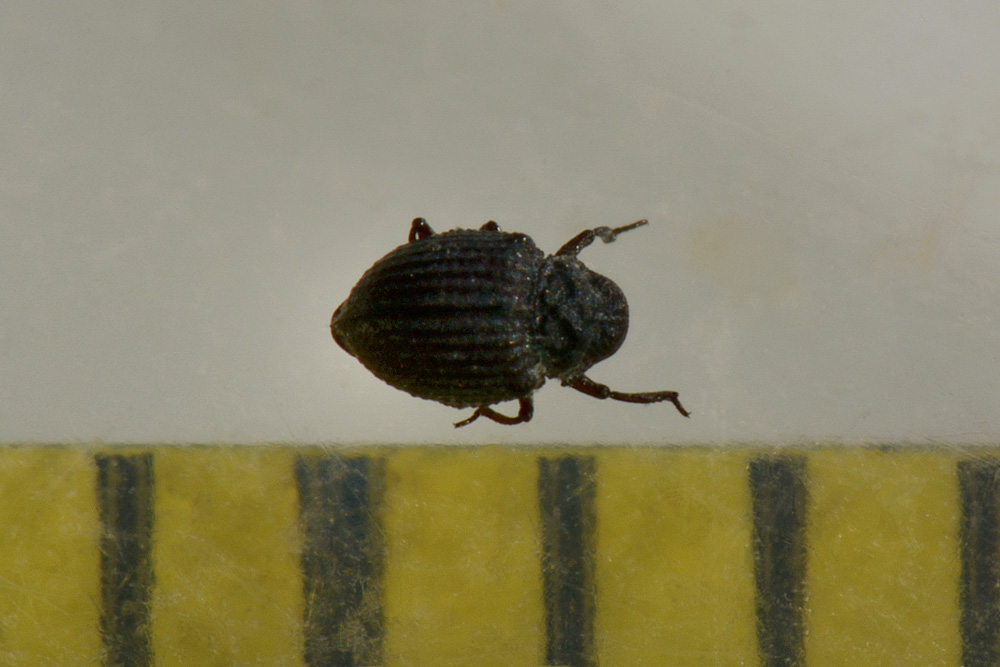 Georissidae?  S !!! Georissus laesicollis